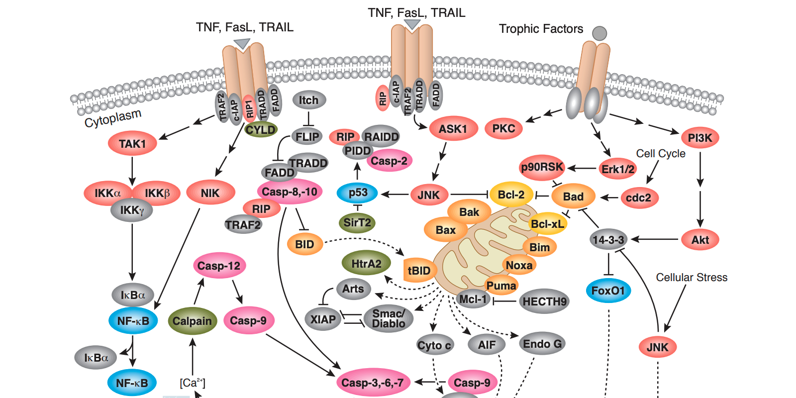 Cell Process: Seven Assays To Detect Apoptosis | CST Blog